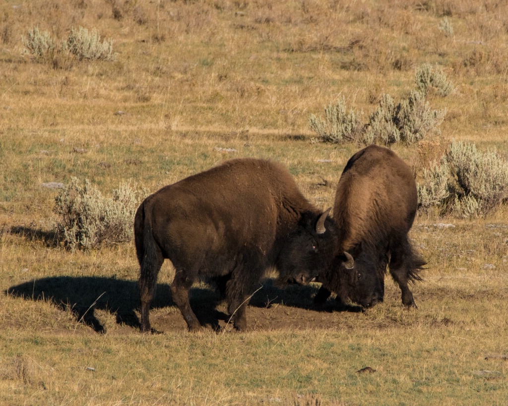 Sparring Bison