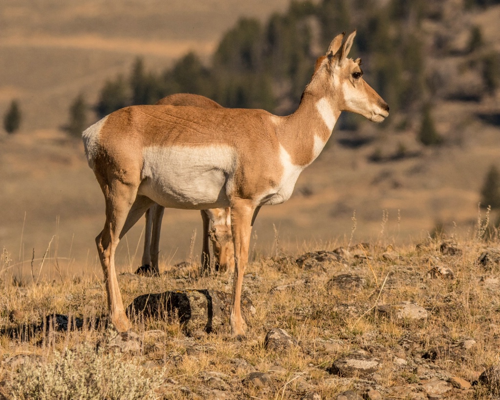 Pronghorn