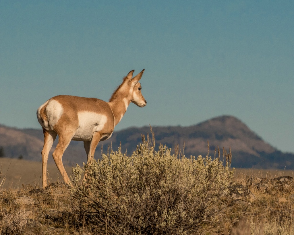 Regal Pronghorn