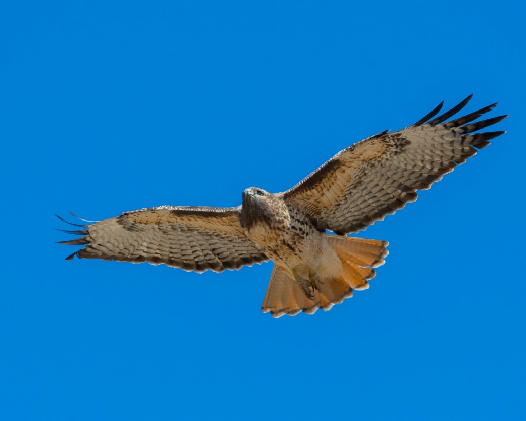 Hovering Hawk