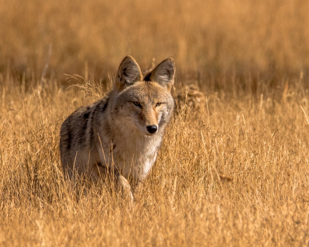 Coyote Coming