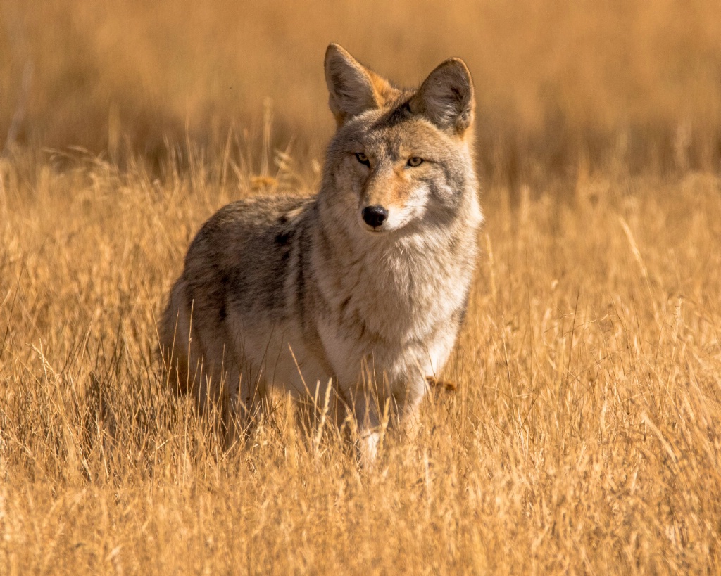 Regal Coyote