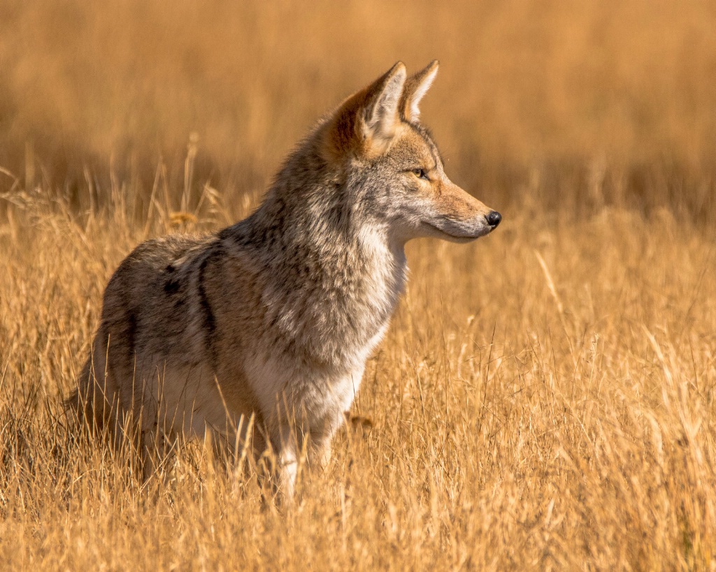 Profile of a Coyote