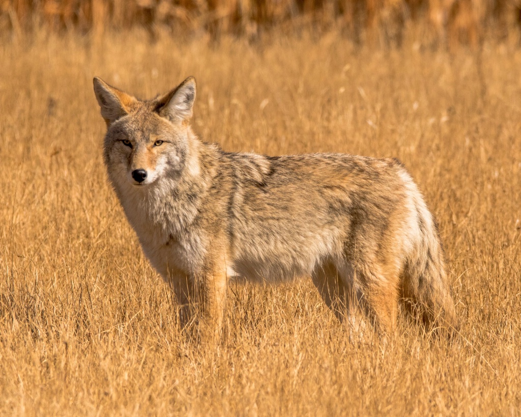 I'm Checking You Out