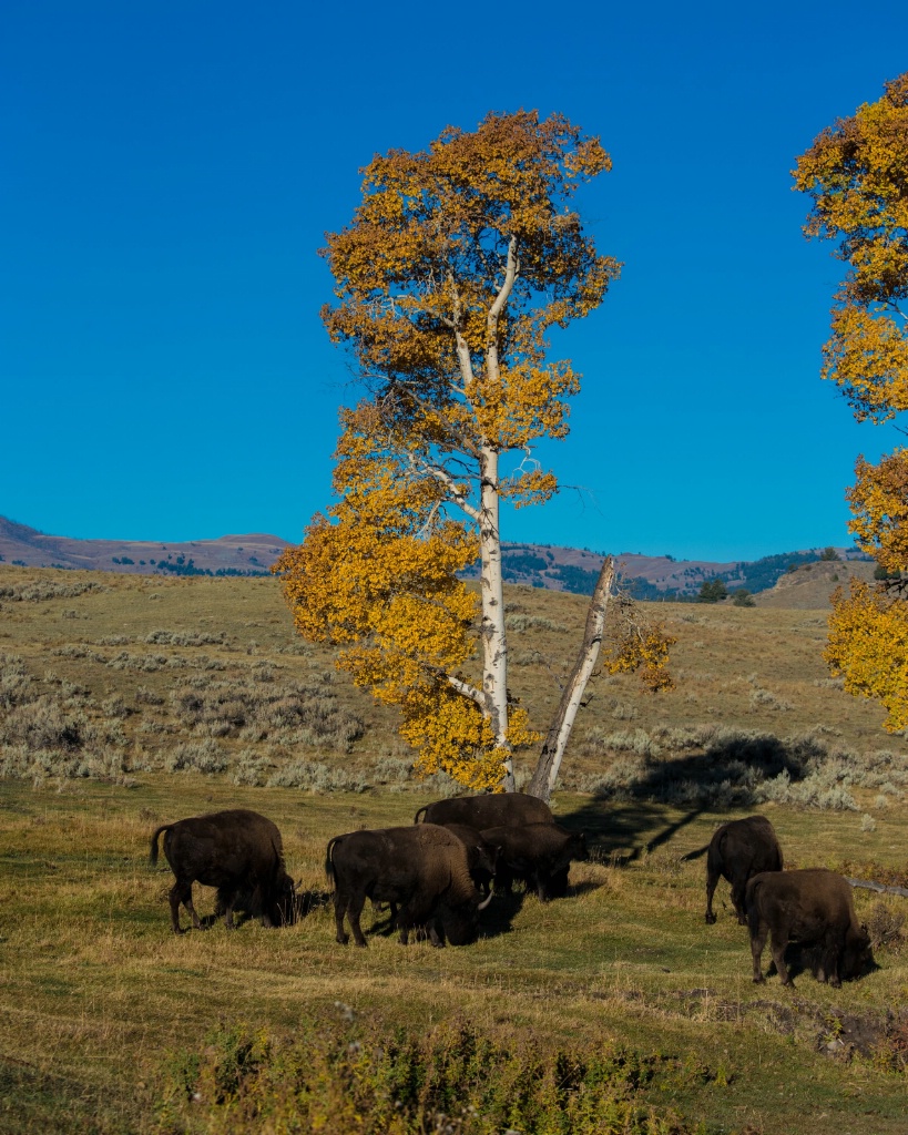 Fall in Lamar Valley