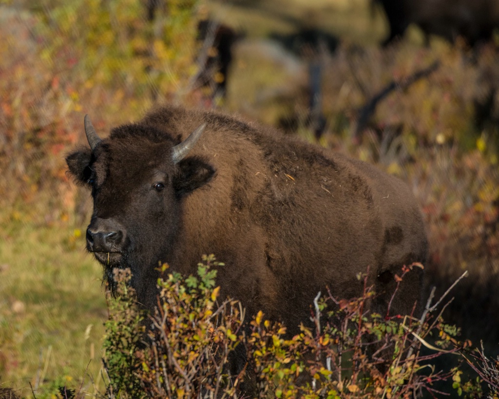 Fall Bison