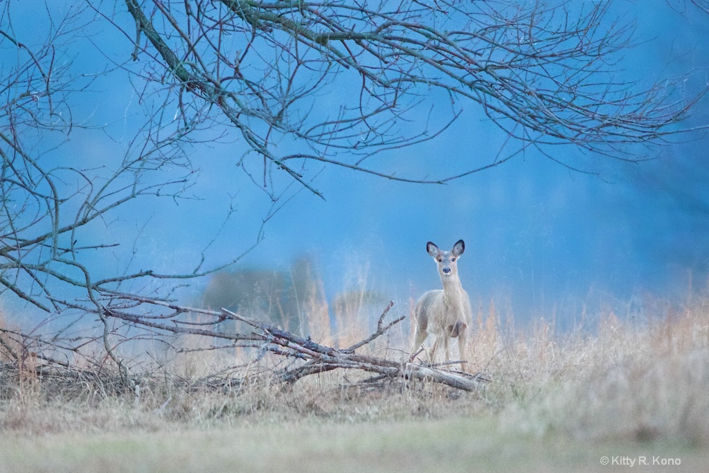 Little Deer in Valley Forge at Dusk Today