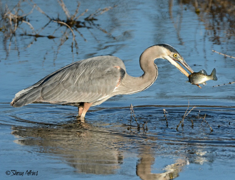 Great Blue Heron