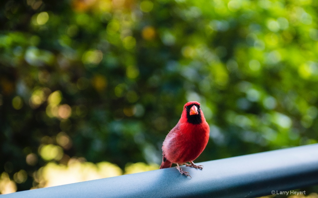 Cardinal in Kanapali, Maui, Hawaii