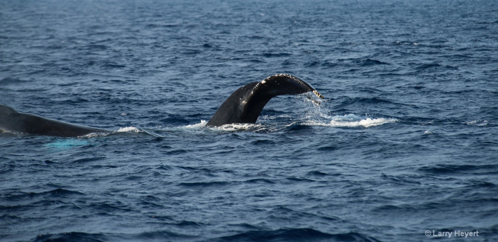 Whale near Lahaina, Maui, Hawaii