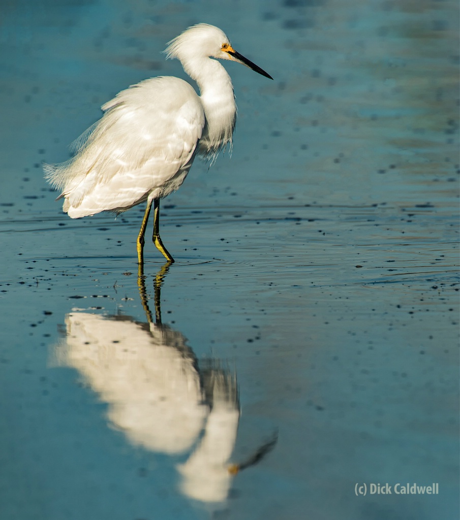 Great white egret. Image: Dick Caldwell