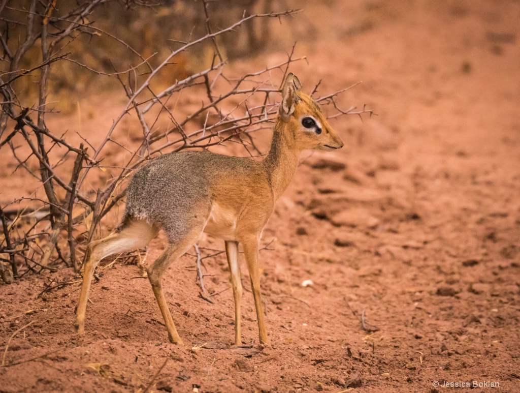 Dik Dik