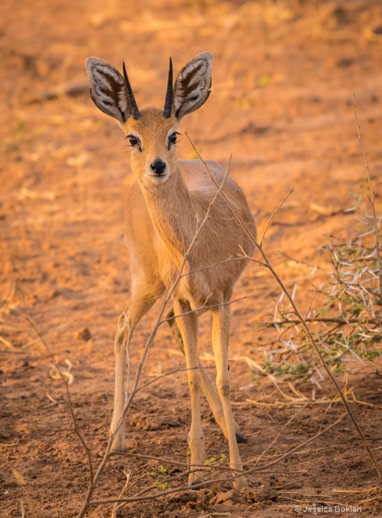 Steenbok