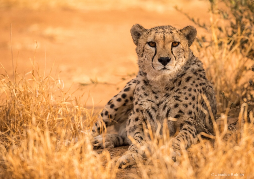 Cheetah Relaxing