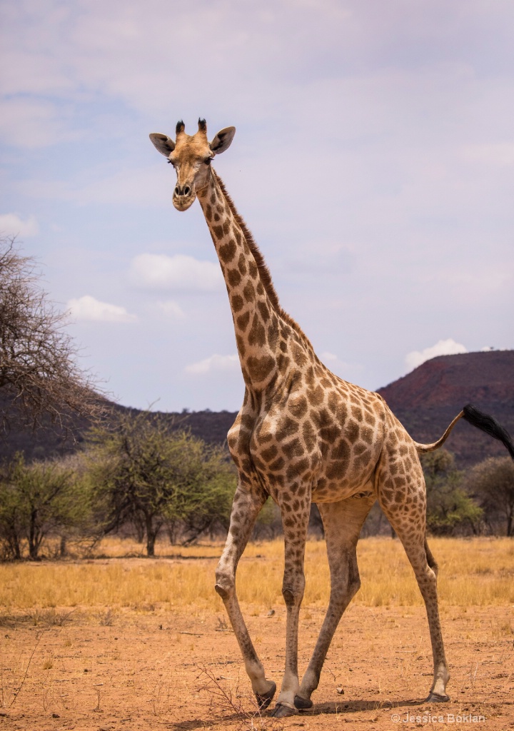 Giraffe Passing