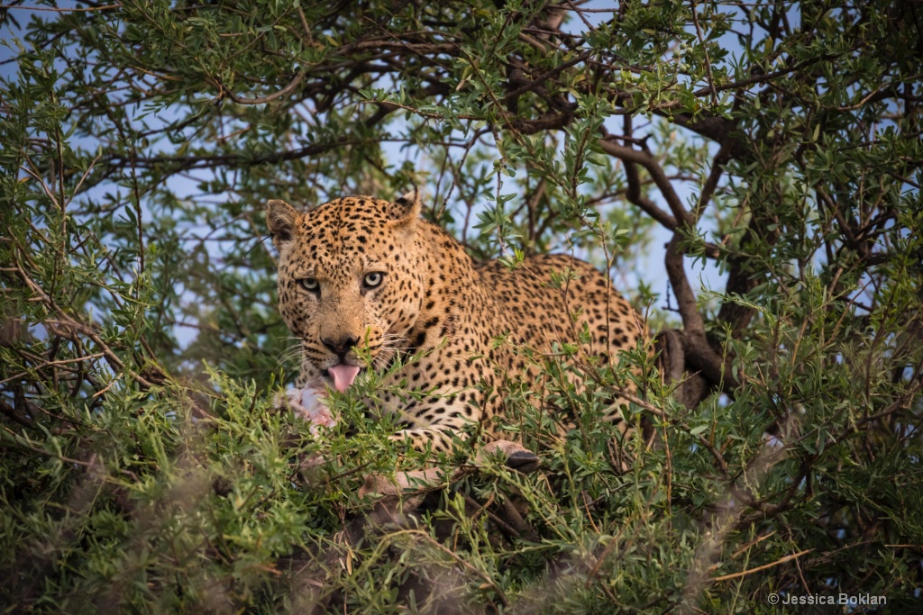 Leopard in Tree with Kill