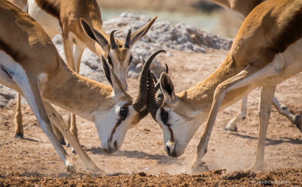 Fighting Springbok