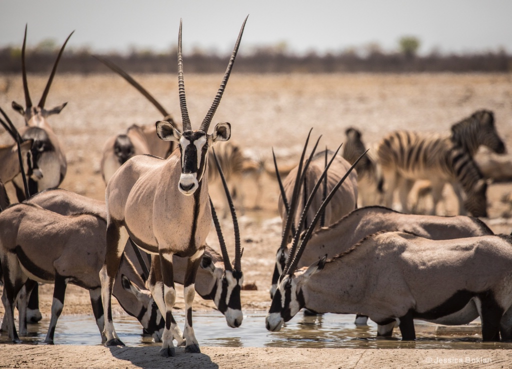Oryx Gathering