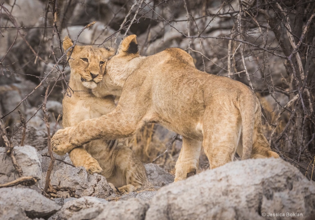 Cub Play