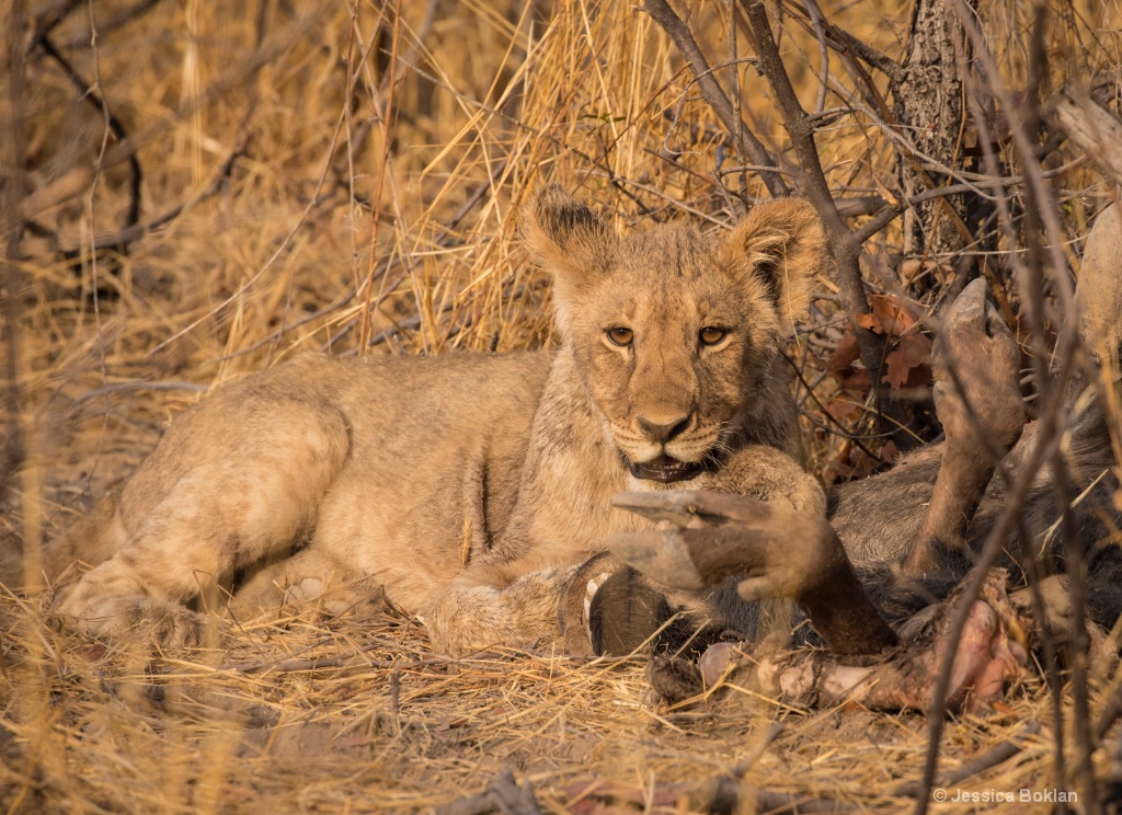 Cub with Wildebeest Kill