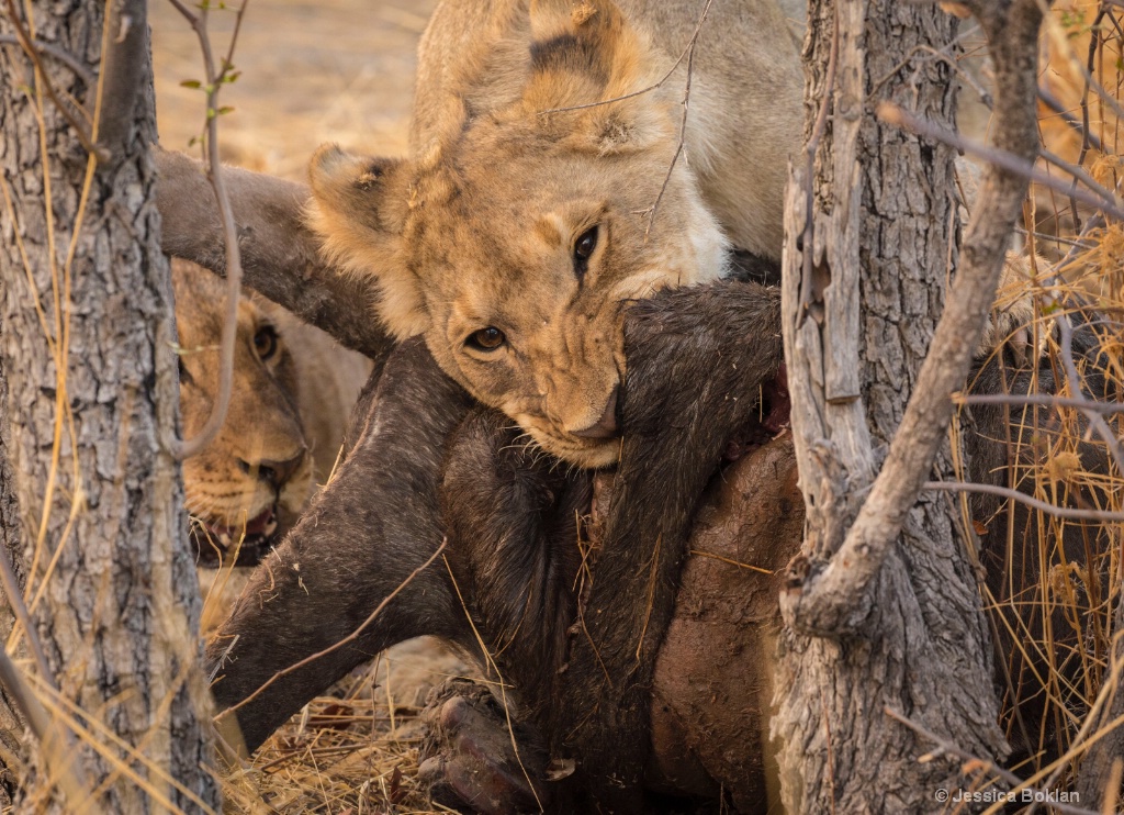 Cubs Devouring Wildebeest Kill