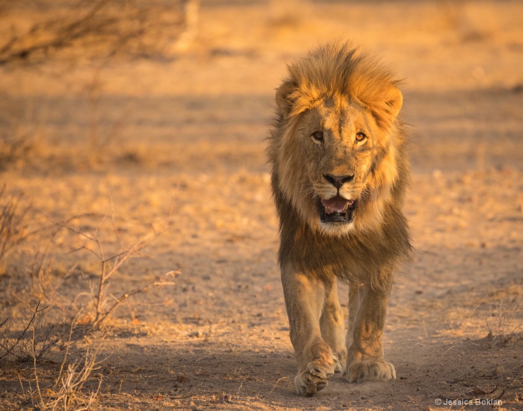 Lion Approaching 