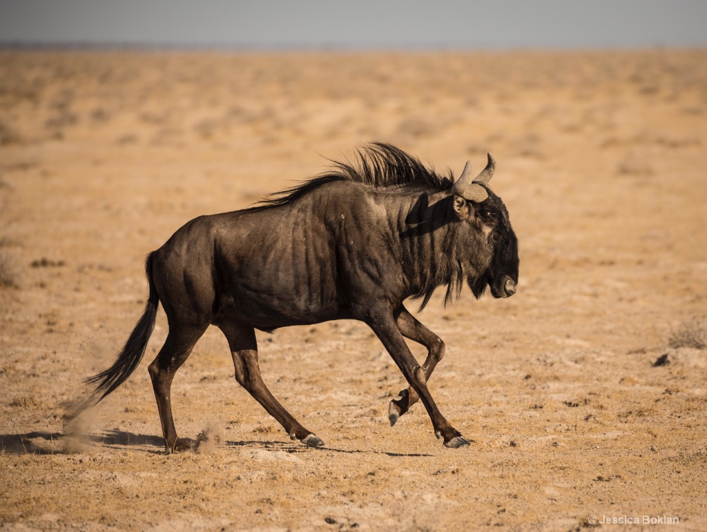 Wildebeest