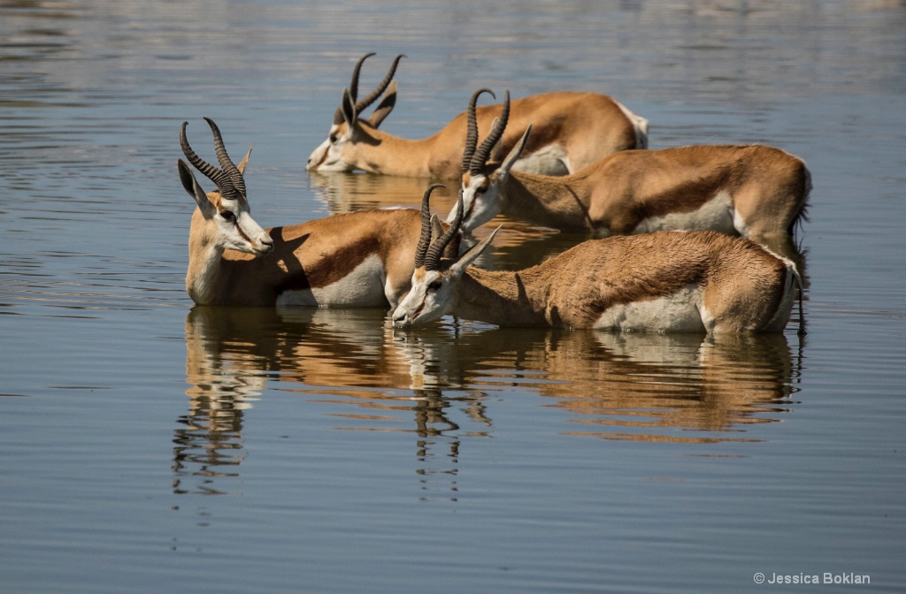 Springbok