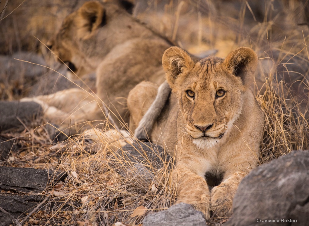 Resting Cub