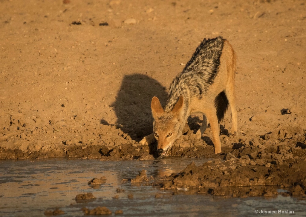 Jackal's Sunset Drink