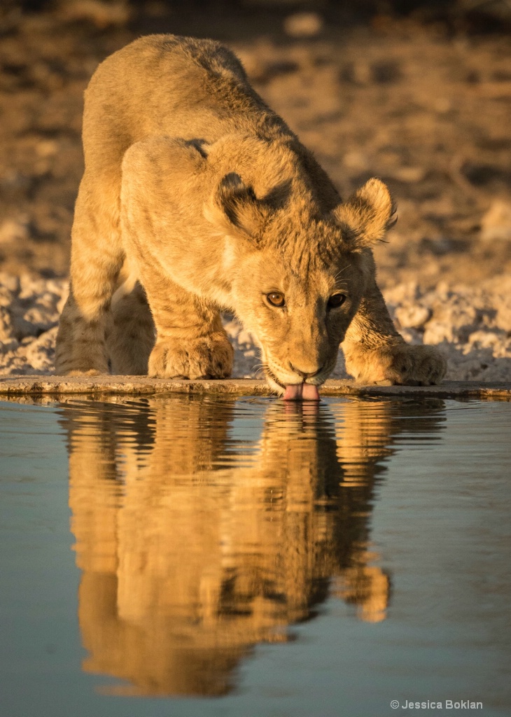 Cub's Sunset Drink