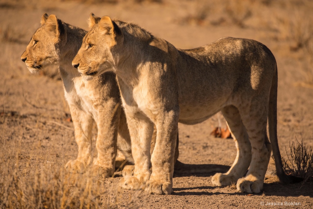 Cubs on Watch