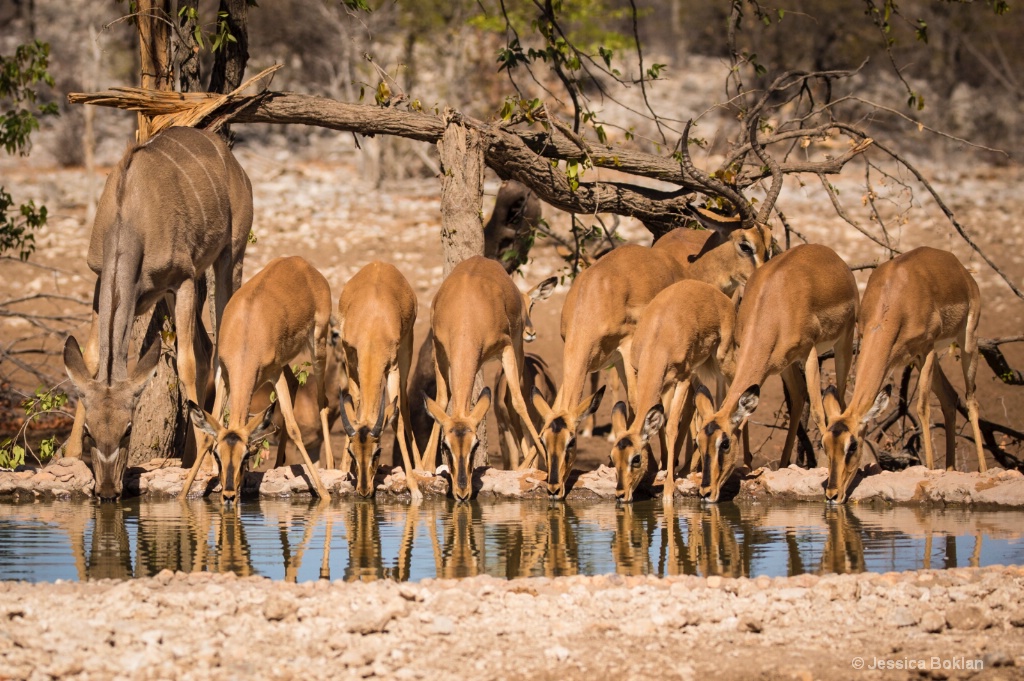 Kudu with Black-Faced Impalas