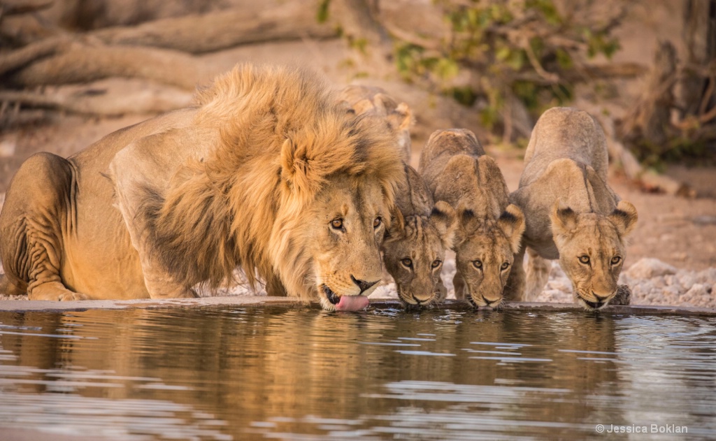 Family Drink