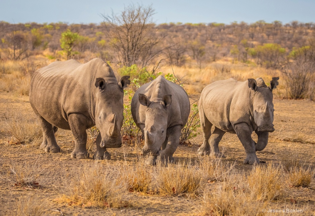 White Rhino Female with Own and Adopted Youngster