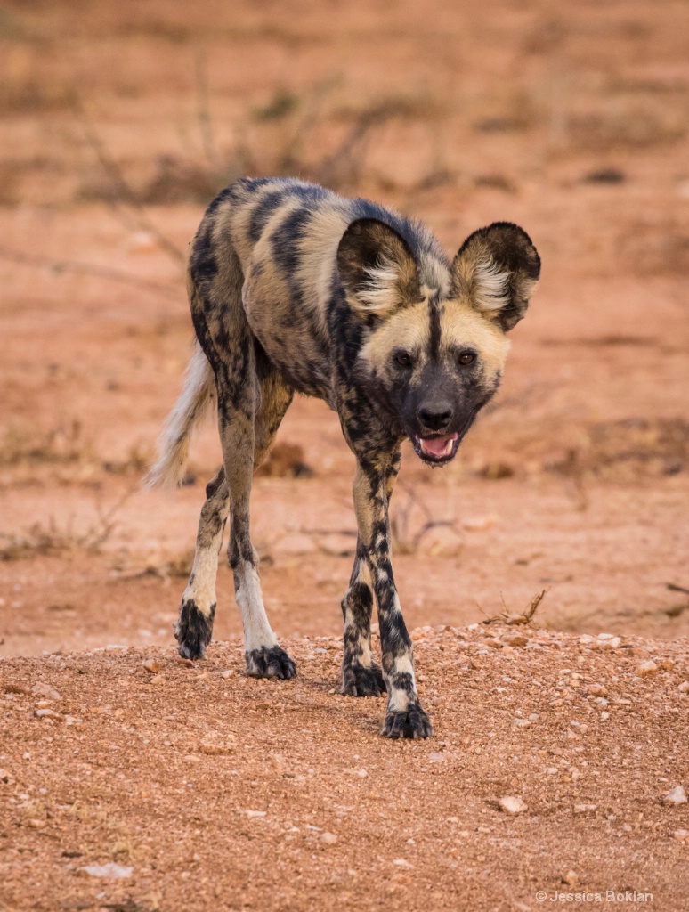 Wild Dog Hunting