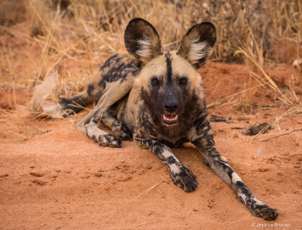 Wild Dog