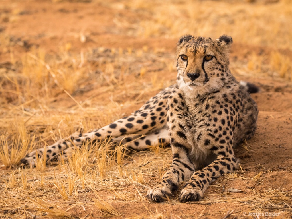 Resting Cheetah