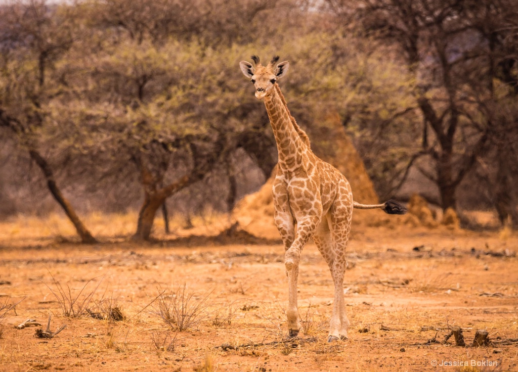 Young Giraffe