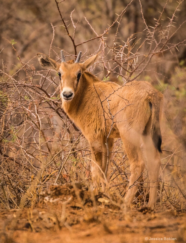 Baby Oryx