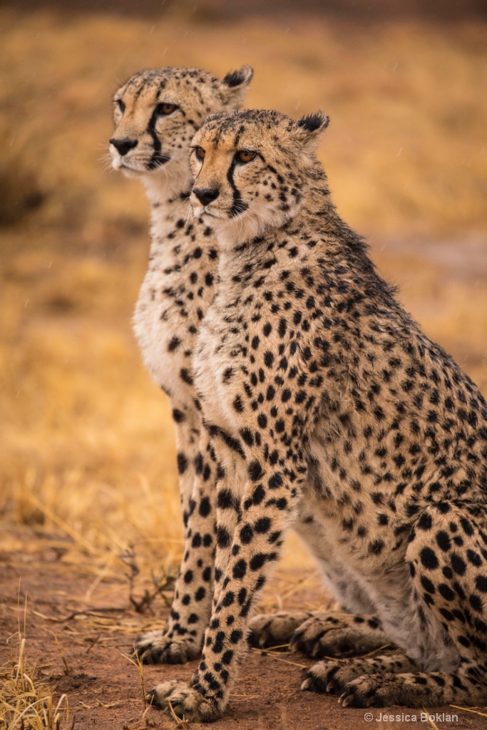 Cheetah Duo