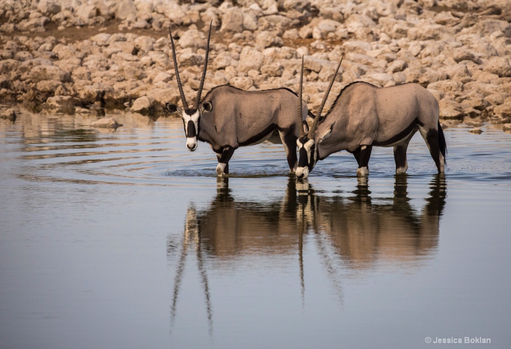 Reflecting Oryx