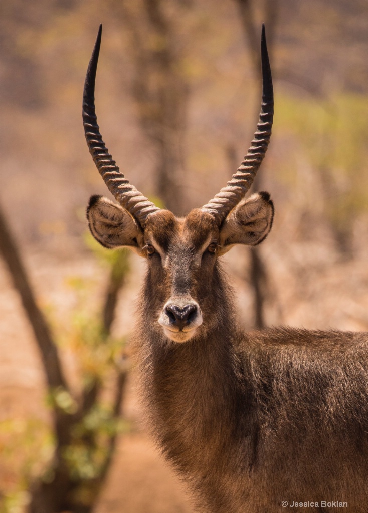 Waterbuck Male