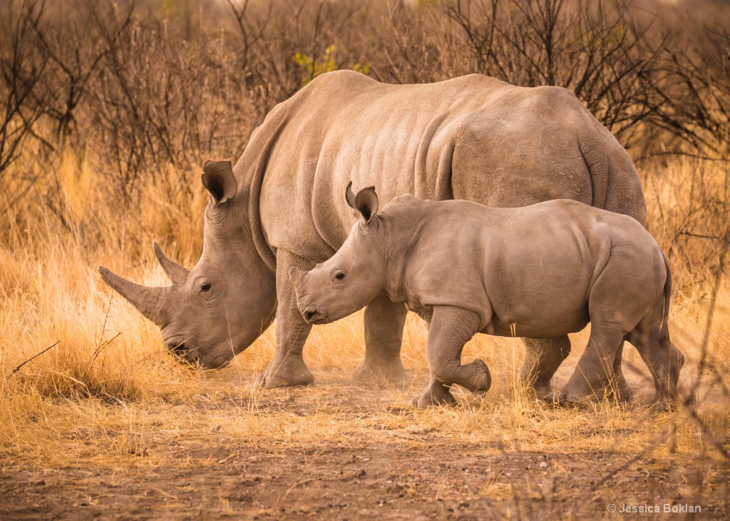 Mom and Daughter Grazing