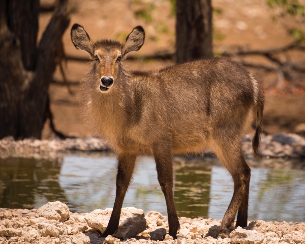 Waterbuck Female