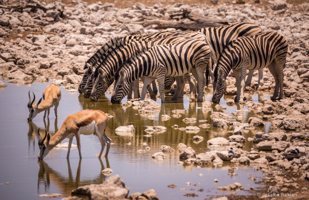 Drinking Zebra and Springbok