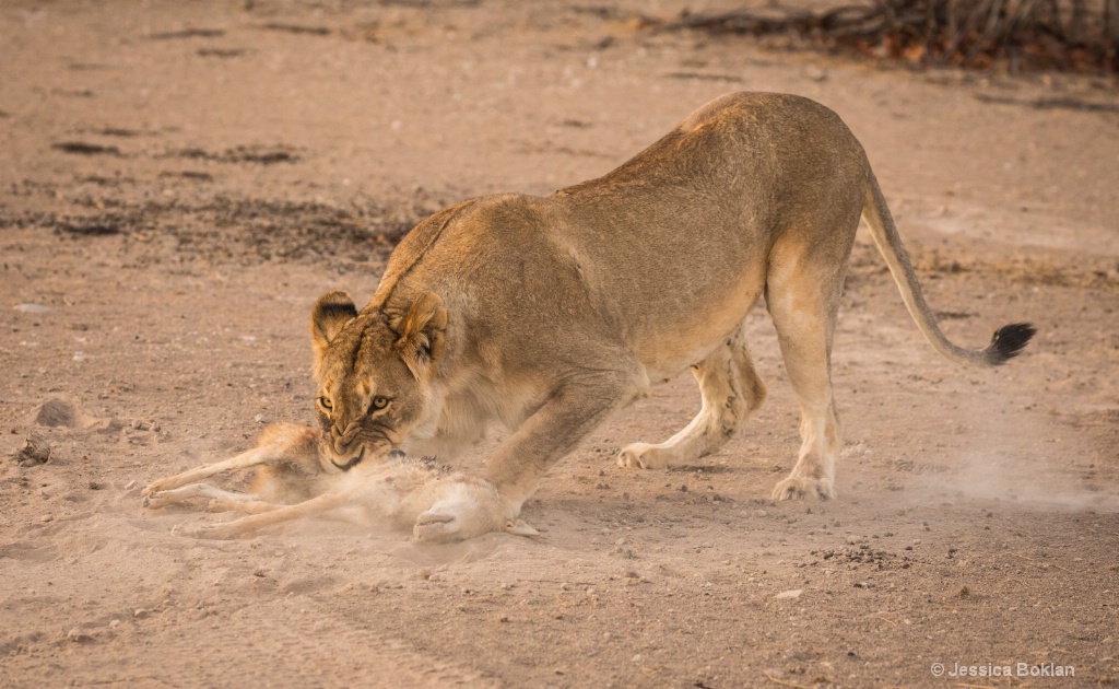 Lion vs Jackal