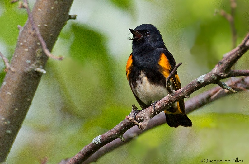 American Redstart Singing