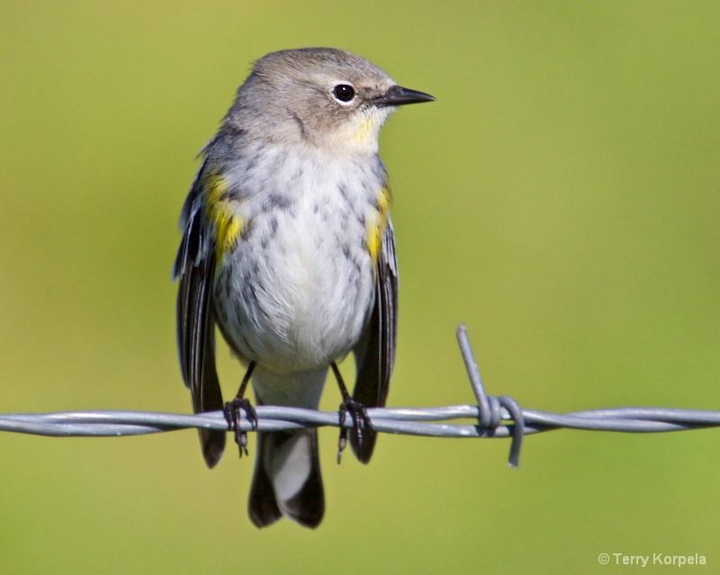 Yellow-rumped Warbler