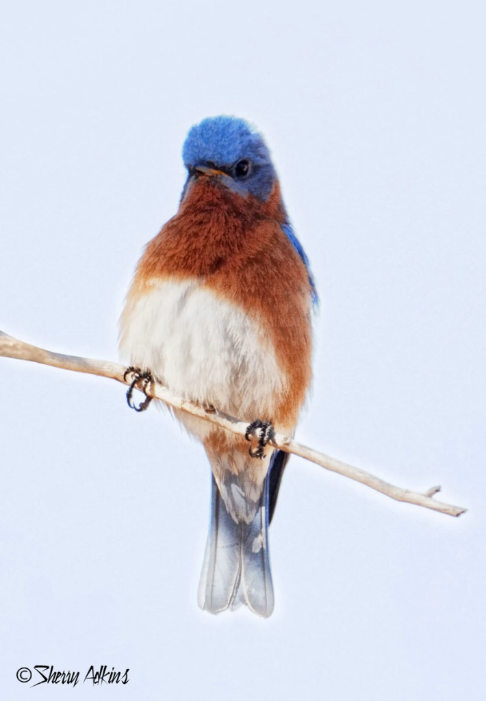 Eastern Bluebird